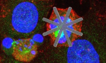 Una investigación del CSIC introduce chips dentro de células vivas como fármacos “mecánicos”